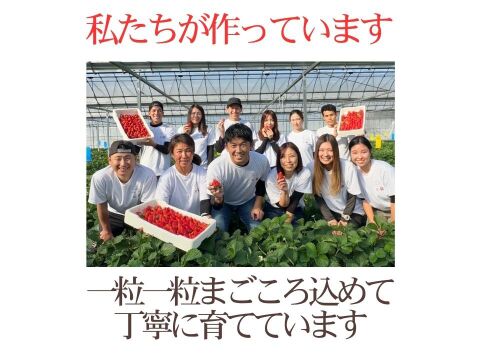【食べ比べ】600g以上食べ比べセット！人気品種「紅ほっぺ」300g+静岡限定品種「きらぴ香」300g or 希少品種「おいCベリー」300gのどちらかのランダムパック!