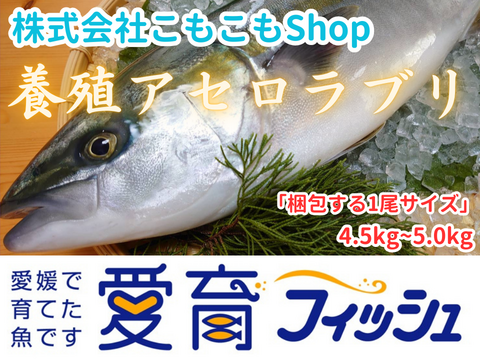 期間限定！【愛育フィッシュ】朝どれ鮮魚『養殖アセロラブリ1尾入』神経〆付