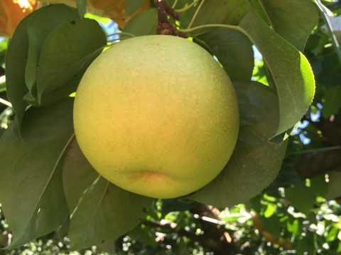 進化した二十世紀梨！　千葉県産【スーパー二十世紀 - 瑞鳥】3㎏『5～8玉入』　市川のなし・フルーツキャップ個装