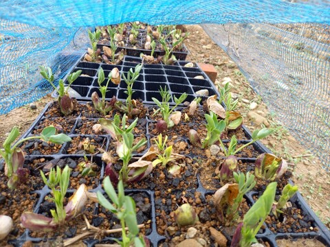 半立ち　浜松三方原台地で栽培した生落花生🥜。農薬不使用‼️塩ゆで落花生などに、1箱　殻付おおよそ1kｇ