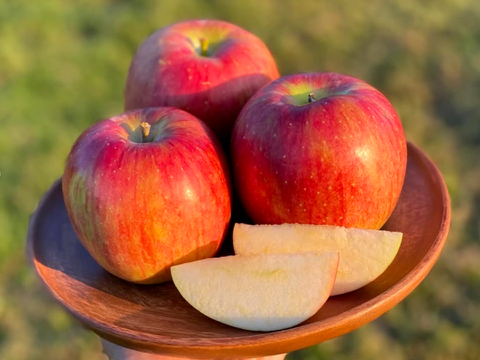 【2026年予約】『シナノスイート』家庭用  ジュワッと甘〜い人気品種！5kg