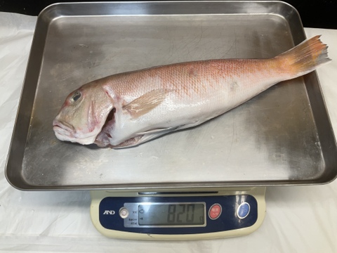 幻の超高級魚/白甘鯛/白皮/処理済み/850g【冷凍】【1点限定】【在庫あり】