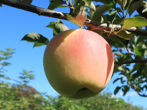 ぐんま名月 りんご 2kg(5〜7玉) ギフト 贈り物にも 贈答【10月下旬〜】