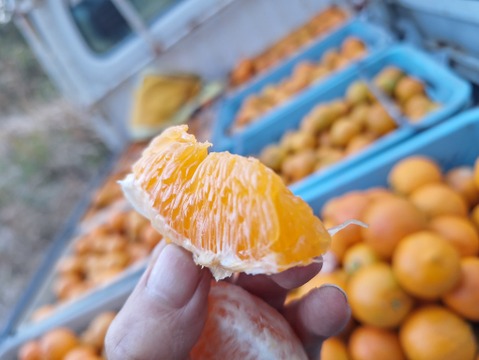 お猿さんから守れ！レスキューたんかん　６キロ