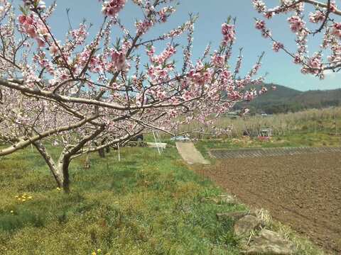 【 🍑川中島白桃•家庭用🍑 】山形県天童産 桃 3.0k 【 果肉ジューシー 】