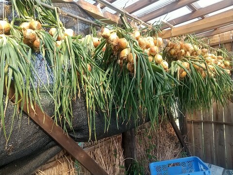 高冷地でじっくり育った玉ねぎ５Kg