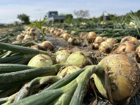 【京都・山城】ねぎの栽培技術を活かした新玉ねぎ『山たまちゃん』♪9.0kg（Mサイズ以上無選別）
