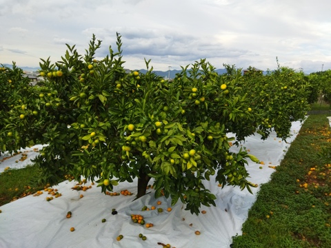 家庭用　極早生みかん　箱込み４.5キロ