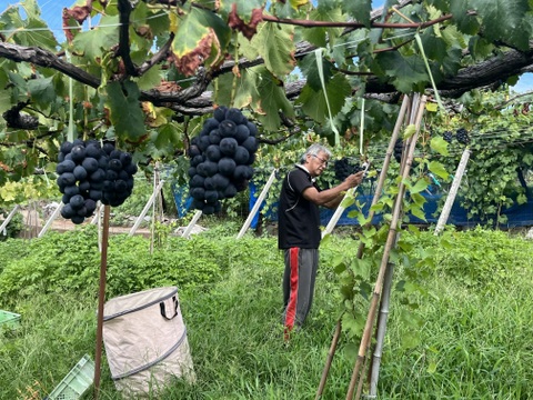 【ご自宅用】ほほえみピオーネ1.2kg箱