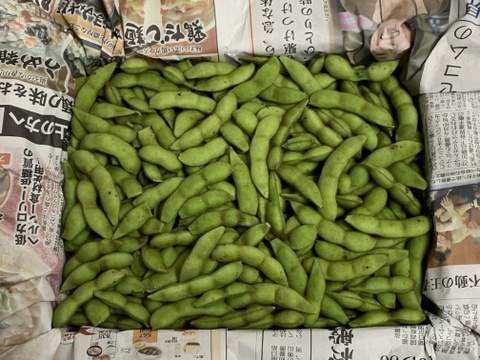 【自然栽培】枝豆 早生黒豆 たんくろう★農薬・肥料不使用｜黒大豆えだまめ