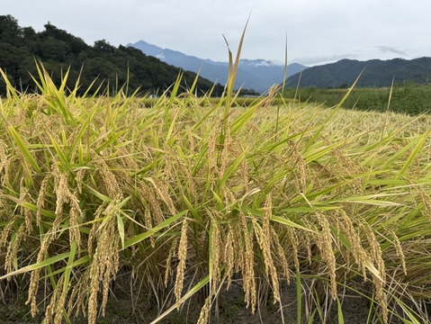 【令和6年新米】名水百選 白州の水で育った美味しい米「こしひかり」5Kg（白米）