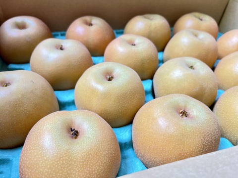 夏の定番🍏　千葉県産【幸水】5㎏　お手頃サイズ『14～20玉入』市川のなし・秀品