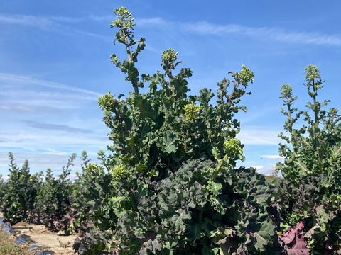 【有機栽培 JAS認証】プチヴェール菜の花 600g＋【機能性表示食品】ソフトケールGABA（500g）（静岡県磐田市産）