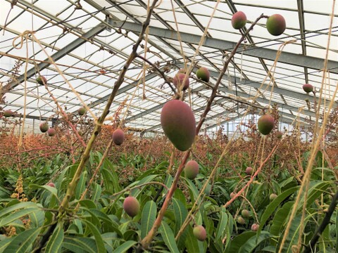 【7月発送／お中元・贈答用熨斗対応可】久米島の土と太陽が育てた完熟マンゴー：2㎏（4~5玉）