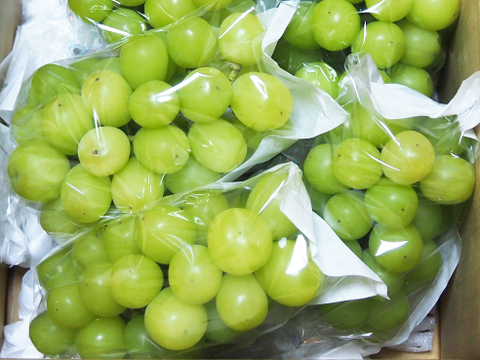 シャインマスカット 約1kg（2-3房）※信州の環境にやさしい農産物50％節減（長野県認証）2023