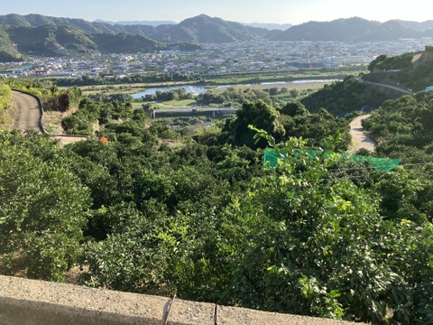 有田みかん【3kg（箱込）・ご家庭用】