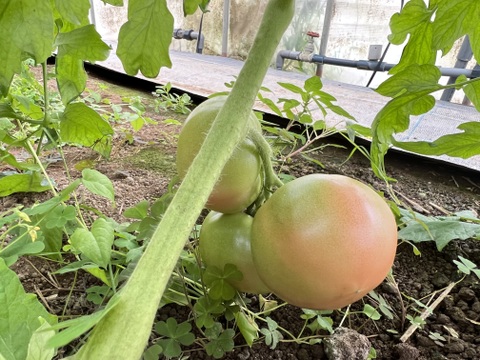 【久万高原特産トマト】まるでフルーツ‼️桃太郎トマト（2キロ箱・11個〜14個）