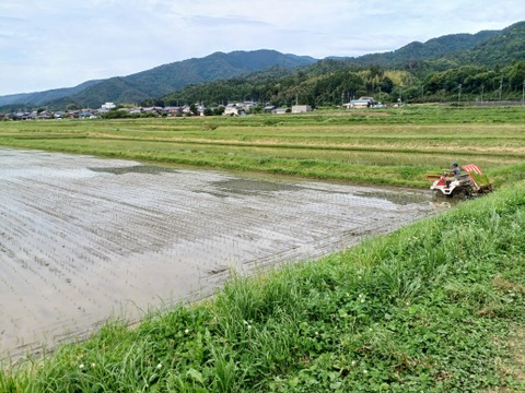 「令和６年　新米」有機ＪＡＳコシヒカリ　５ｋｇ×２　農薬不使用