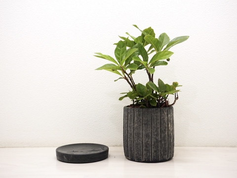 ミニ盆栽【ヤブコウジ × 黒縦陶器】高さ27cm×横18cm（夜市限定）