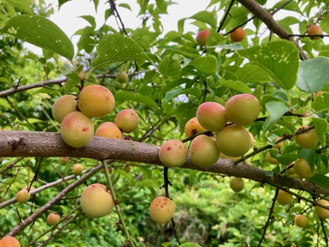 熟小梅　織姫　自然栽培　農薬・除草剤、化学・動物性肥料不使用　約２ｋｇ　一度は漬けてみたい小梅の梅干しに最適！★数量限定★