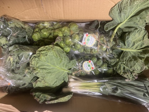 【大好評(^^♪】〜え？1株に実が30粒以上なの？〜"株ごと芽キャベツ"　おうちで収穫体験！(2株)＋プチヴェール　500g＋おまけ野菜1つ　　from 名水の里　神奈川県秦野市