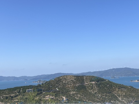 数量限定！紅まどんな3kg