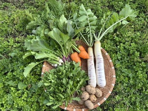 【自然栽培】会津伝統野菜含む5~8品目旬のお野菜セットLサイズ
