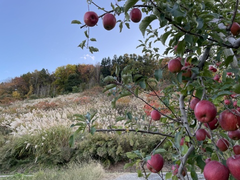 助けてください　激安葉取らず
サンふじ家庭用　訳あり５キロ