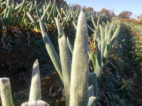 寒締め下仁田ねぎ　約30本 氷点下に耐え甘さ格別　土付き