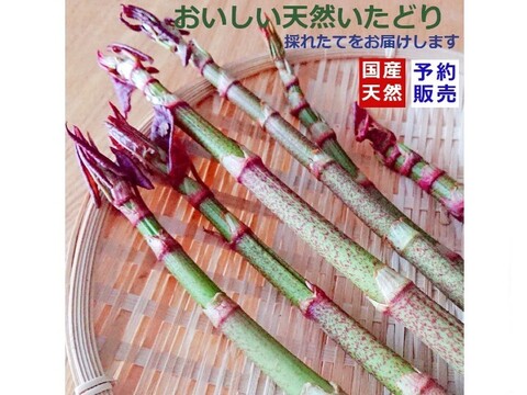 天然山菜【いたどり】国産 1㎏ 煮物 炒め物 きんぴら 天ぷら等で 山形産《予約受付》