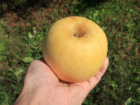 【糖度13度】りんご はるか 3kg 約9~12玉 光センサー 糖度検査済み ご自宅用 訳あり 家庭用 小玉