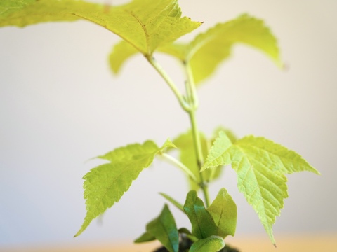 ミニ盆栽【ウリハダカエデ×白陶器】高さ25cm×横25cm