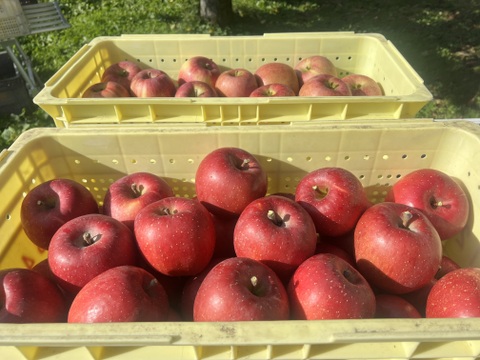 [2025年予約受付中]
長野県産　サンフジ3kg（9~12個）