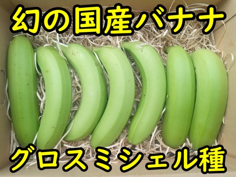 【農薬・化学肥料】幻の品種グロスミシェル！！国産バナナ プチサイズ5kg【栽培期間中不使用】