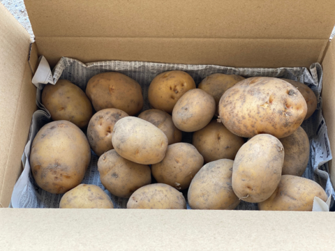 春採りじゃがいも　ちょっと芽が出てきちゃってますが『男爵』　２キロ箱（概ね20個前後）