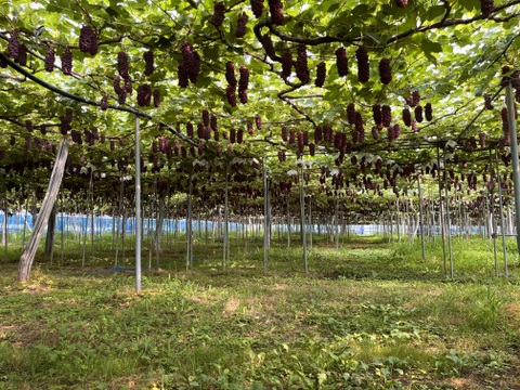 【山形】ジューシー！深い甘味！ 王道デラウェア 2kg(12～16房）贈答用 ギフト ご家庭用 お子様にも喜ばれます♪  ◎常温便◎