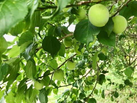 自然の恵みをそのままに、種あり黒梅ジャム。