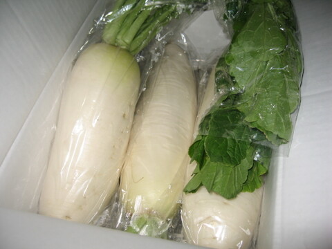 新鮮野菜‼️とれたて大根を80サイズの箱でお届け❗️4～5kg入‼️