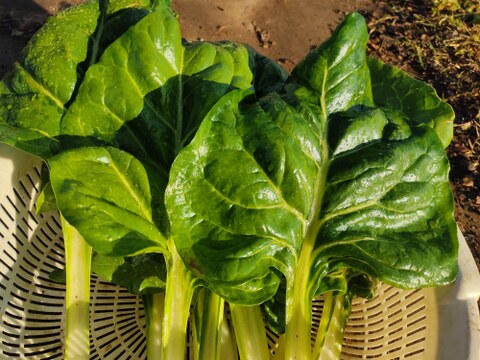 ✨【福袋】レアベジ・カボチャ含むお野菜セット（農薬・化成肥料不使用）おまけ付✨