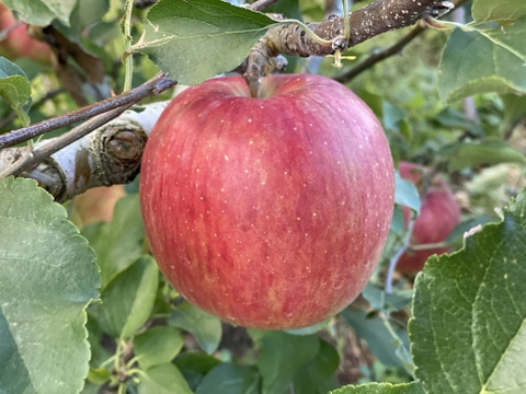 特大サイズ【シナノスイート】あま〜い誘惑♡信州りんご人気品種 5kg（11.12玉）