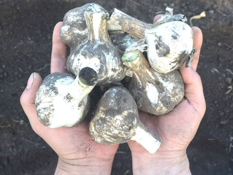 青森県産 にんにく 上級品 S玉 1kg ホワイト六片 にんにく農園