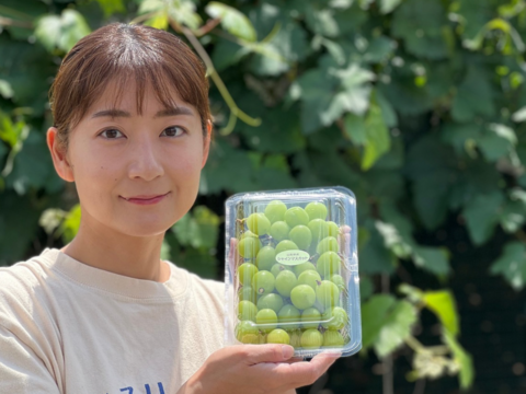 シャインマスカット徳用15キロ入りの粒バック入りになります。 たっぷり2キロ入り♪】山梨県産シャインマスカット粒々パック