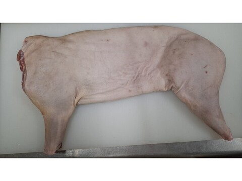 仔イノシシ【皮付き・骨付き】【丸焼き用　半身】2450g