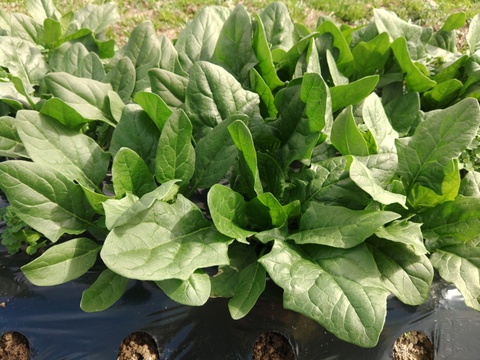 《ふわふわ柔らか食感！》ほうれん草『スパイダーデューク』（250g×4袋）