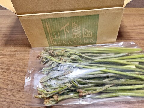 春の恵みを味わう！収穫当日発送 わらび500g 山菜 蕨