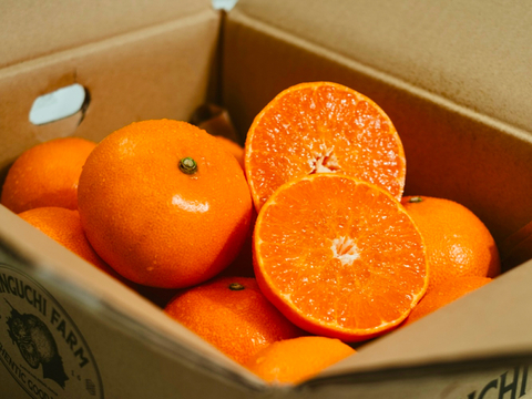 【予約限定価格】柑橘の大トロ【せとか 3.5kg×2箱】～とろける濃厚果実～ 家庭用