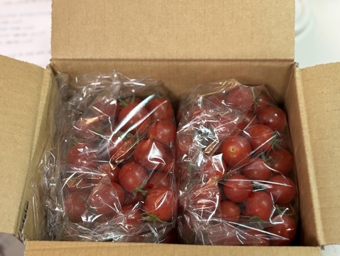 ★北海道の甘っこ★高糖度酸味旨味も揃った化学農薬不使用ミニトマト、甘っこ1.5kg　北海道産