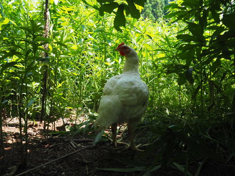 ワクチン不使用オーガニック鶏肉「薬食同源鶏・手羽先手羽元セット」（手羽先5本入×２、手羽元5本入×２）【計1,342g】ボーンブロスにもおすすめです