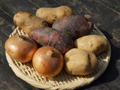 【20個限定お試しセット】ジャガイモ3種+タマネギ『じゃが玉セット』(合計2kg)