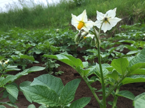 【2月予約】熟成ジャガイモ「はるか」　Ⅼサイズ5㎏